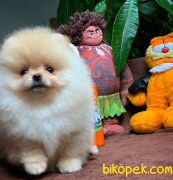 Yarışma Düzeyi Pomeranian Boo Yavrularımız 2