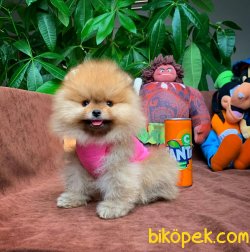 Yarışma Düzeyi Pomeranian Boo Yavrularımız 1