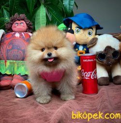 Yarışma Düzeyi Pomeranian Boo Yavrularımız 4