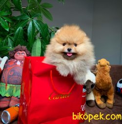 Yarışma Düzeyi Pomeranian Boo Yavrularımız 3