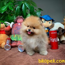Yarışma Düzeyi Pomeranian Boo Yavrularımız 2
