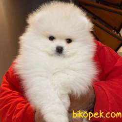 YARISMA DUZEYI POMERANIAN YAVRULARIMIZ 3