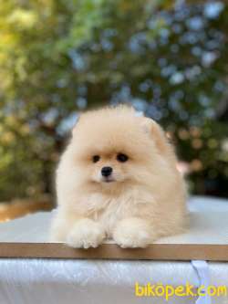 YARISMA DUZEYI POMERANIAN YAVRULARIMIZ 1