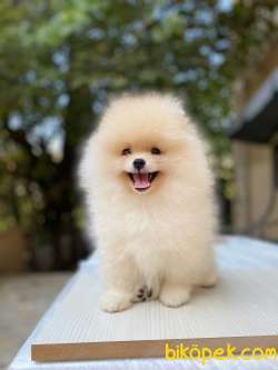 YARISMA DUZEYI POMERANIAN YAVRULARIMIZ 2