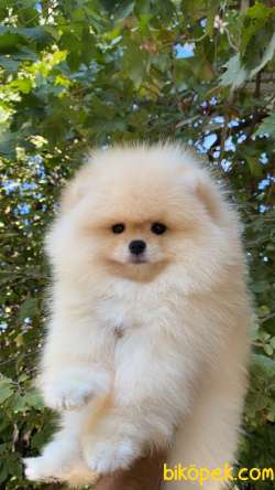 YARISMA DUZEYI POMERANIAN YAVRULARIMIZ 3