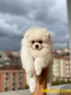 YARISMA DUZEYI POMERANIAN YAVRULARIMIZ 3