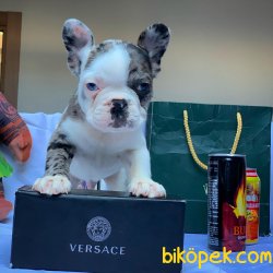 Yarışma Düzeyi Secereli Frenchbulldog Yavrumuz 2