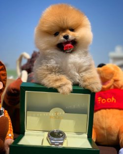 Yarışma Düzeyi Pomeranian Yavruları 2