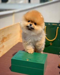 Yarışma Düzeyi Pomeranian Yavruları 1