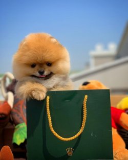Yarışma Düzeyi Pomeranian Yavruları 3