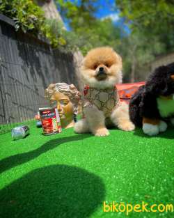 YARIŞMA DÜZEYİNDE İHTİŞAMLI POMERANİAN BOO YAVRUSU 5
