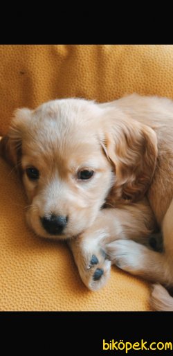 YAVRU 3AYLIK COCKER SPANIEL 1