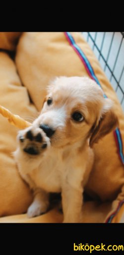 YAVRU 3AYLIK COCKER SPANIEL 2