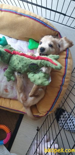 YAVRU 3AYLIK COCKER SPANIEL 3