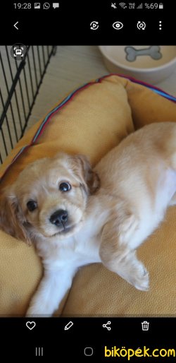 YAVRU 3AYLIK COCKER SPANIEL 4