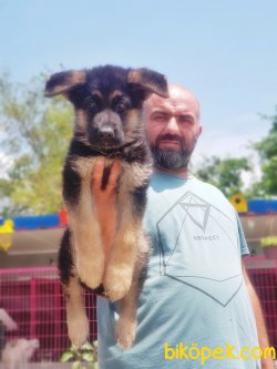 YAVRU ALMAN ÇOBAN KÖPEĞİ 5