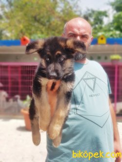 YAVRU ALMAN ÇOBAN KÖPEĞİ 3