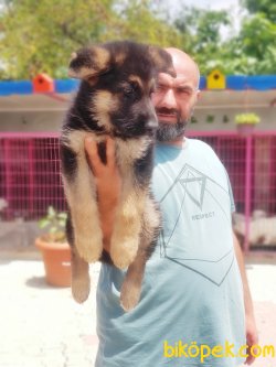 YAVRU ALMAN ÇOBAN KÖPEĞİ 4