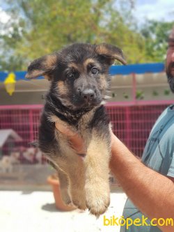 YAVRU ALMAN ÇOBAN KÖPEĞİ 2