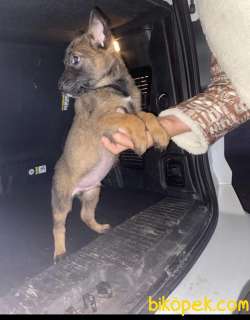 Yavru Belçika Kurdu Malinois 2