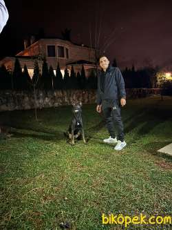 Yavru Belçika Kurdu Malinois 3