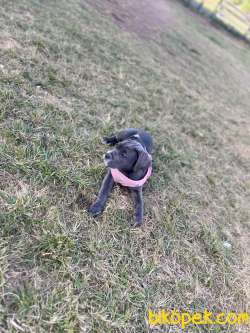 Yavru Blue Cane Corso 3