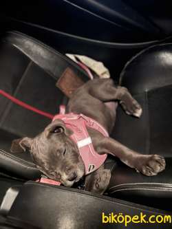 Yavru Blue Cane Corso 2