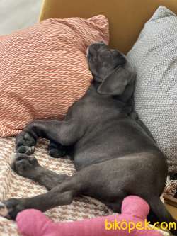 Yavru Blue Cane Corso 4