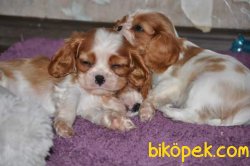 Yavru Cavalier King Cherlas Fiyatları 2