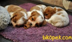 Yavru Cavalier King Cherlas Fiyatları 3