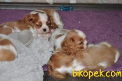 Yavru Cavalier King Cherlas Fiyatları 4