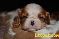 Yavru Cavalier King Cherlas Fiyatları 1
