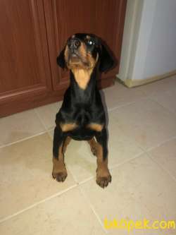 YAVRU  DOBERMAN 85 GÜNLÜK 1
