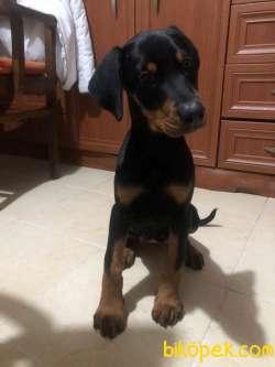 YAVRU  DOBERMAN 85 GÜNLÜK 2