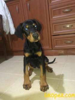 YAVRU  DOBERMAN 85 GÜNLÜK 3