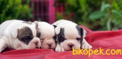 YAVRU FRANSIZ BULLDOG 2
