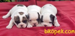 YAVRU FRANSIZ BULLDOG 1