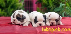 YAVRU FRANSIZ BULLDOG 3