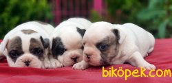 YAVRU FRANSIZ BULLDOG 5