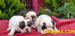 YAVRU FRANSIZ BULLDOG 4