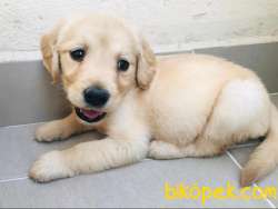 Yavru Golden 2 Aylık Aşılı 1