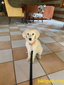 Yavru Golden 1