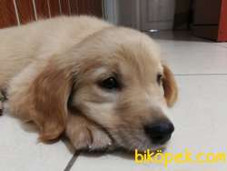 Yavru Golden Retriever 2 Aylık Dişi 3