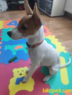 Yavru Jack Russell 3