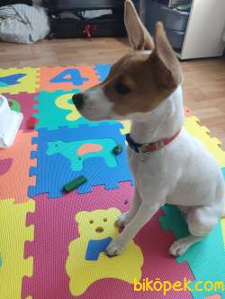 Yavru Jack Russell 2