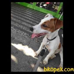Yavru Jack Russell 1