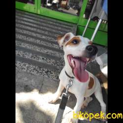 Yavru Jack Russell 2