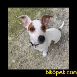 Yavru Jack Russell 3