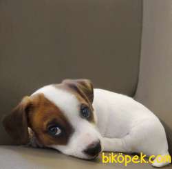 Yavru Jack Russell Kardeşler 3