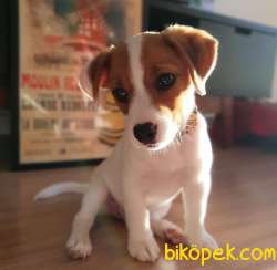 Yavru Jack Russell Kardeşler 1